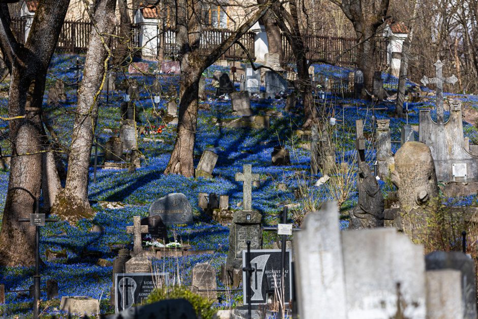 Vilniaus Bernardinų kapines užliejo mėlynuojančių scylių jūra