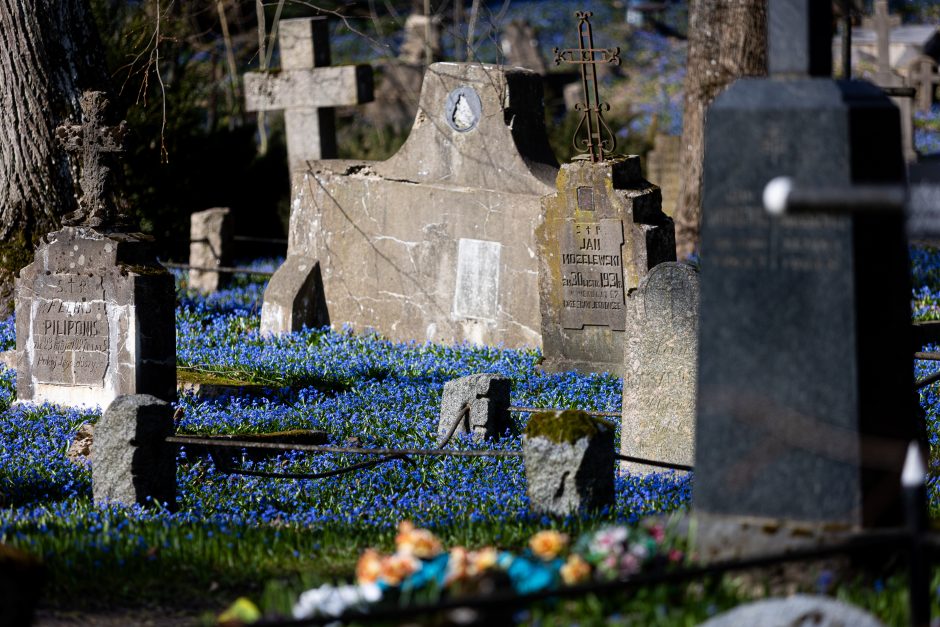 Vilniaus Bernardinų kapines užliejo mėlynuojančių scylių jūra